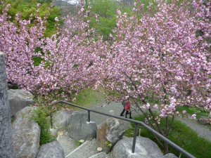 上から桜を見ると・・・